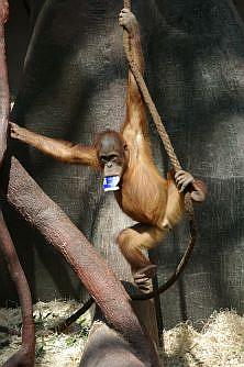 orangutanek
